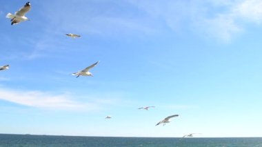 Deniz kıyısında yükselen martılar gibi. Güneşli bir günde mavi gökyüzünde uçan birçok beyaz martı. Mavi gökyüzünde beyaz kuşlar uçar. Alt manzara. Yazın havada süzülen kuşlar. Doğal arkaplan