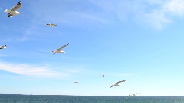 在海滨的天空中飞翔的海鸥 在阳光灿烂的日子里 许多白色的海鸥在蓝天中飞翔 白鸟在蓝天上飞翔 底部的观点 夏天飘浮在空中的鸟儿 自然背景 — 图库视频影像