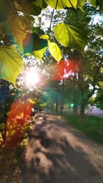 Sun Shines Leaves Tree Branches City Park Green Fresh Young — Stockvideo