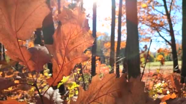 阳光明媚的秋日 美丽的红褐色橡树叶在森林里迎风摇曳 灿烂的阳光和蓝天 秋天的大叶紧挨在一起 阳光灿烂 秋天的季节自然背景 — 图库视频影像