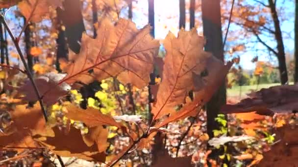 美しい赤茶色のオークの葉は 晴れた秋の日に森の中で風に揺れる 明るく輝く太陽と青空 ツリーの大規模な秋の葉を閉じると太陽の光ビーム 秋のシーズン 自然背景 — ストック動画