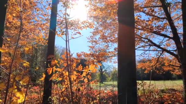 Vista Del Bosque Con Claro Soleado Día Ventoso Otoño Hojas — Vídeos de Stock