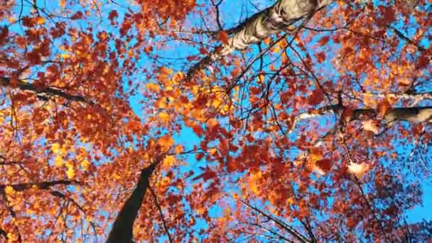 Treetops Red Orange Brown Leaves Swaying Wind Background Clear Blue — Stock Video