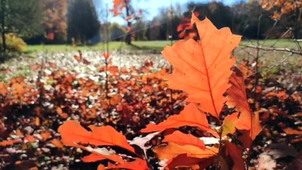晴れた秋の日の終わりに太陽に照らされ 清く明るく輝く森の中で成長する小さな若い芽の美しいオークの葉 森林自然の季節的背景 美しい自然背景 — ストック動画