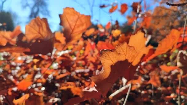 在一片红橙棕色的橡木叶的边缘 背景上有许多模糊的橡木叶 幼芽在森林中被清除 在秋日的阳光灿烂的日子里 这些橡木叶被明媚的阳光照亮着 — 图库视频影像