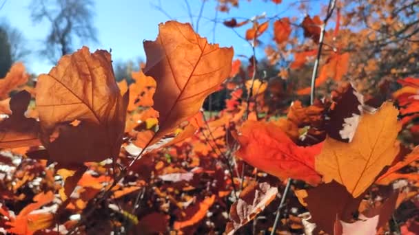 秋天阳光明媚的日子里 红橙黄的橡木叶在森林里被太阳明亮地照耀着 森林林地自然秋天季节背景 美丽的自然背景2 自然环境 — 图库视频影像