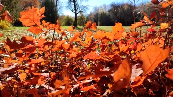 秋天阳光明媚的日子里 在森林的一片空地上 许多阳光明媚的红色橡木叶 都是在风中摇曳的幼小树苗 美丽的自然背景2 自然环境 — 图库视频影像