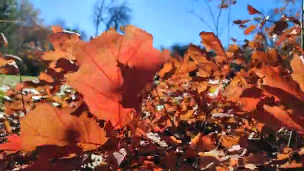 황갈색 떡갈나무 과작은 잎들은 개간하기 바람에 흔들리고 나무들은 비춘다 — 비디오