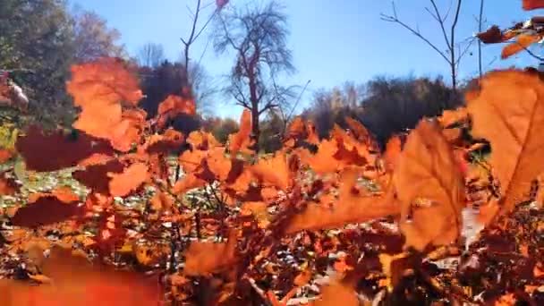 秋天阳光明媚的日子里 在森林的一片空地上 许多阳光明媚的红色橡木叶 都是在风中摇曳的幼小树苗 美丽的自然背景2 自然环境 — 图库视频影像