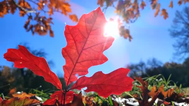 Beautiful Bright Red Oak Leaf Grows Green Grass Clearing Forest — Stock Video
