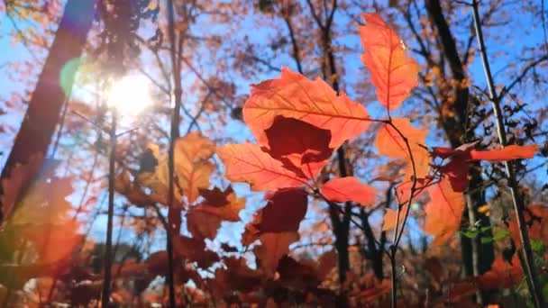 秋の晴れた日には 森の中の青い空に向かって風に揺れる若いオークの美しい赤い葉 秋に赤い葉を持つオークの木の若い芽が森の中で成長します 下の図 — ストック動画