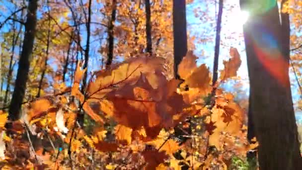 阳光明媚的秋日 美丽的红褐色橡树叶在森林里迎风摇曳 灿烂的阳光和蓝天 秋天的大叶紧挨在一起 阳光灿烂 秋天的季节自然背景 — 图库视频影像
