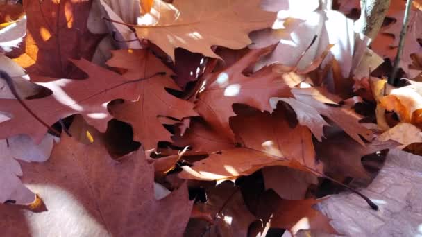 棕色落叶的橡木叶 有白斑的闪光的太阳特写 秋天阳光明媚的日子里 地上长满了褐色的干橡树叶 自然背景 森林林地自然秋季季节背景 — 图库视频影像