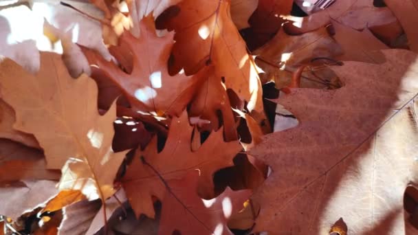 棕色落叶的橡木叶 有白斑的闪光的太阳特写 秋天阳光明媚的日子里 地上长满了褐色的干橡树叶 自然背景 森林林地自然秋季季节背景 — 图库视频影像