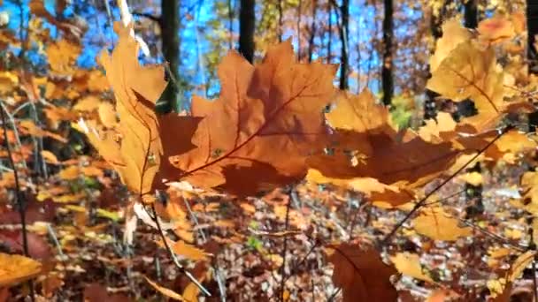가을에는 속에서 아름다운 갈색의 떡갈나무 바람에 빛나는 과푸른 나무를 클로즈업 — 비디오