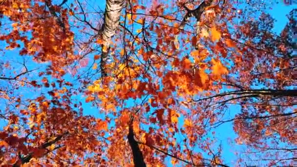 Fák Tetején Vörös Narancssárga Barna Levelek Lengenek Szélben Háttérben Egy — Stock videók