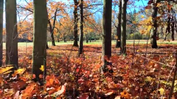 秋天阳光灿烂的日子里 清澈的森林景色 树上的红色桔红色叶子 在清澈的蓝天下迎风摇曳着青草 阳光灿烂 美丽的自然背景 — 图库视频影像