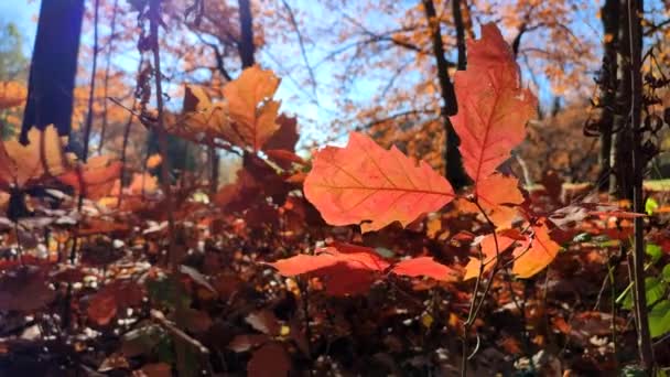 红色的橡木叶 背景是年轻的橡木芽 有褐色的叶子 树木和蓝天 在阳光灿烂的秋日 在森林里迎风摇曳 自然环境背景 — 图库视频影像