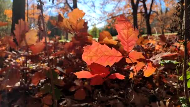 Rote Eichenblätter Vor Dem Hintergrund Junger Eichensprossen Mit Braunen Blättern — Stockvideo
