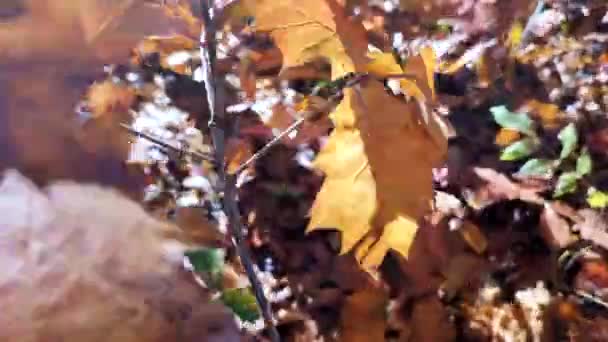 나뭇가지에 황갈색 햇빛을 빛나며 클로즈업하는 날씨에는 바람을 자연은 계절적으로 배경을 — 비디오