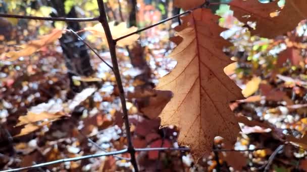 내리쬐는 가까워 가지에 갈색의 떡갈나무 햇빛에 반짝인다 가을에는 가을이 가을이 — 비디오
