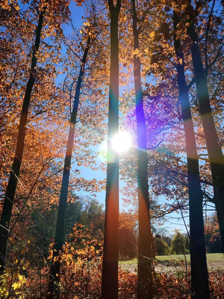 Blick Auf Den Wald Mit Lichtung Einem Sonnigen Windigen Tag — Stockfoto