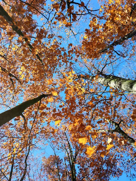 秋天阳光明媚的日子里 树梢上的红色橘红色叶子在风中摇曳 背景是晴朗的蓝天 底部的观点 森林林地自然秋天季节背景 美丽的自然背景 — 图库照片