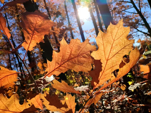 秋天的艳阳天 美丽的棕色橡树叶在森林里 灿烂的阳光和蓝天 秋天的大叶紧挨在一起 阳光灿烂 秋天的季节自然背景 — 图库照片