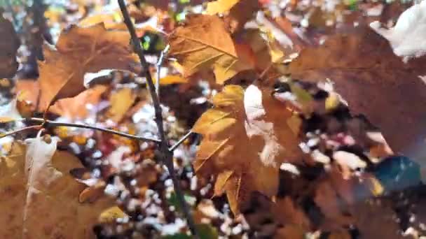 나뭇가지에 황갈색 햇빛을 빛나며 클로즈업하는 바람을 자연은 계절적으로 배경을 이루고 — 비디오