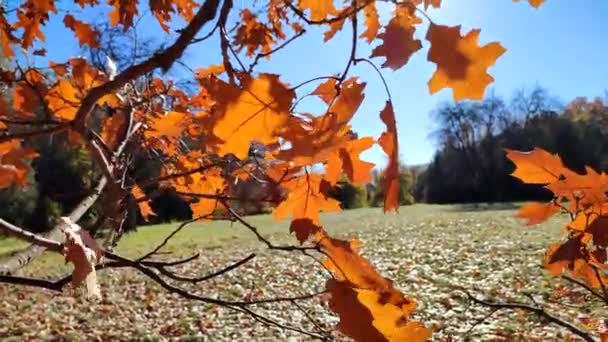 秋の晴れた日には青空を背景に公園の風に揺れる枝に黄橙色の茶色のオークの葉がクローズアップされます 自然な背景 森の自然シーズン秋の季節の背景 — ストック動画