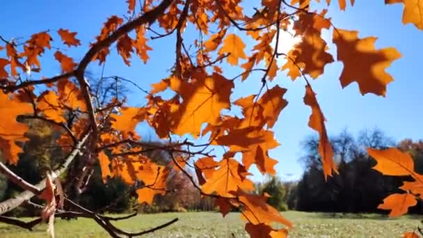Sárga Narancssárga Barna Tölgyfa Levelek Ágon Lengő Szél Parkban Háttérben — Stock videók