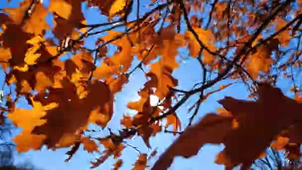 Gelb Braune Eichenblätter Auf Zweigen Die Sich Stark Wind Wiegen — Stockvideo