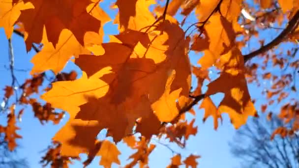 黄褐色的橡木叶子在枝条上摇曳着 在风中摇曳着 背景是蓝天的特写 阳光透过树叶闪烁着光芒 自然背景 森林林地自然季节秋季季节背景 — 图库视频影像