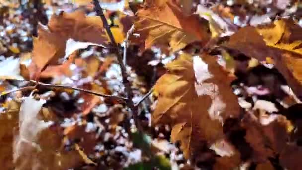 枝条上的黄褐色叶子在阳光的照耀下闪闪发光 在阳光明媚的秋日里在森林里摇曳着 林地自然季节背景 美丽的自然背景2 自然环境 — 图库视频影像