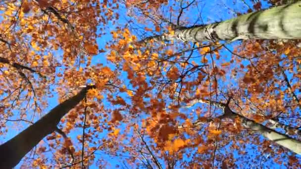 秋天阳光明媚的日子里 在无云的蓝天背景下 茶树的黄褐色叶子在风中摇曳 底部的观点 森林林地自然秋天季节背景 美丽的自然背景 — 图库视频影像