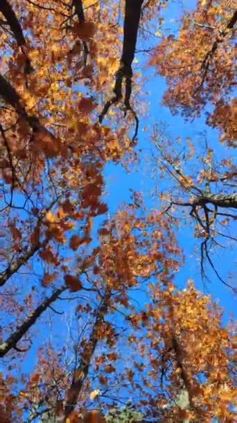 가을에는 하늘을 배경으로 바람에 흔들리고 나뭇잎들 갈색으로 뒤덮여 있습니다 아래는 — 비디오