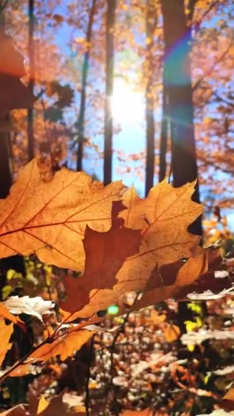 Beautiful Brown Oak Leaves Sway Wind Forest Sunny Autumn Day — Stock Video