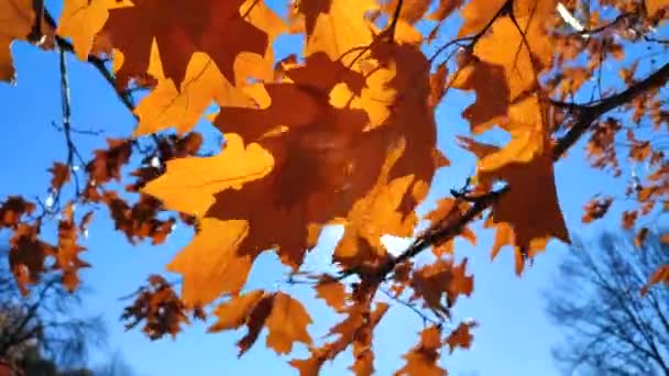 黄褐色的橡木叶子在枝条上摇曳着 在风中摇曳着 背景是蓝天的特写 阳光透过树叶闪烁着光芒 自然背景 森林林地自然季节秋季季节背景 — 图库视频影像