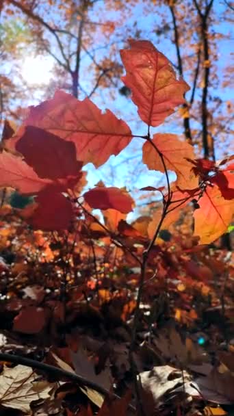 阳光明媚的秋日 美丽的橡木红叶迎着蓝天迎风摇曳 秋天的森林里长满了红叶的橡木幼芽 底部的观点 垂直录像 — 图库视频影像