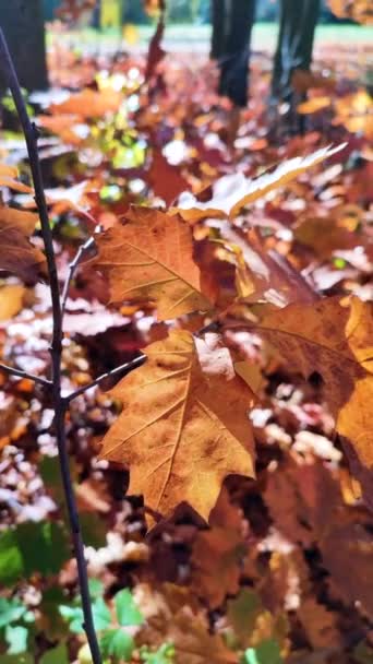 枝の上の茶色の葉は明るい太陽を照らし 森の終わりの晴れた秋の日に風から揺れる 森林自然の季節的背景 美しい自然の背景 自然環境 垂直ビデオ — ストック動画