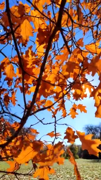 Yellow Brown Oak Leaves Branch Swaying Strong Wind Background Blue — Stock Video