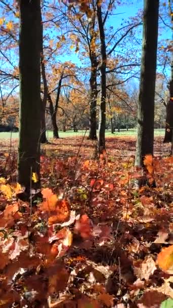 秋天晴朗多风的日子里 森林林荫的景象 红褐色的叶子落在树篱上 青草迎着清澈的蓝天在风中摇曳 阳光灿烂 美丽的自然背景垂直视频 — 图库视频影像