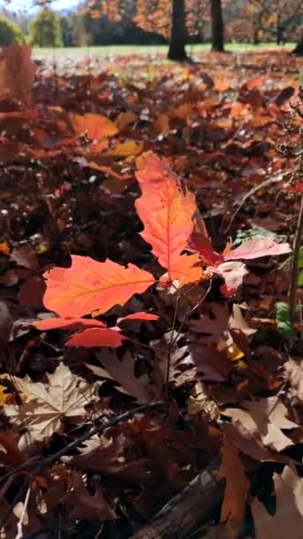 秋天阳光明媚的一天 在森林里 红橡木叶在年轻橡木的背景下摇曳着 嫩绿的叶芽在风中摇曳 林地秋季季节背景 自然环境背景垂直视频 — 图库视频影像
