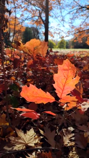 红橡树叶背着嫩嫩的嫩芽 阳光灿烂 秋天阳光明媚的日子 在森林里迎风摇曳 自然环境背景 垂直录像 — 图库视频影像