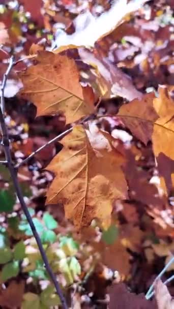 在秋日阳光明媚的日子里 树干上的褐色干橡木叶闪烁着阳光 在风中摇曳 林地自然季节背景 美丽的自然背景自然环境 垂直录像 — 图库视频影像