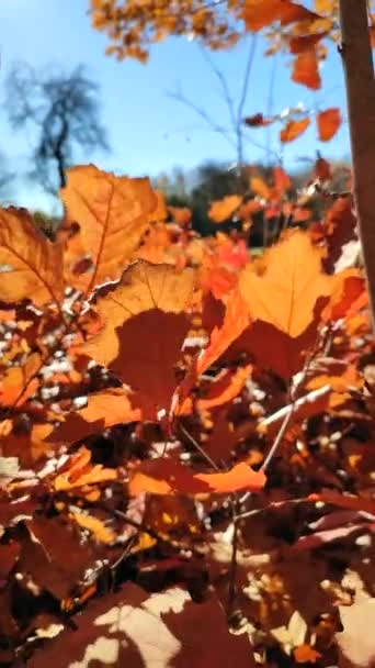 秋天阳光明媚的日子里 在森林里 橡木的褐色叶子在阳光下闪烁着光芒 森林林地自然秋天季节背景 美丽的自然背景自然环境 垂直录像 — 图库视频影像