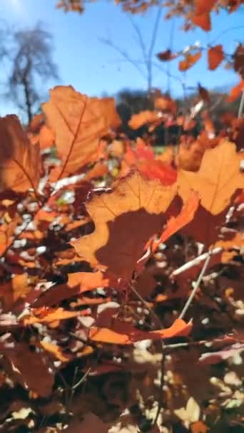 나뭇잎 내리쬐는 배경으로 바람에 흔들리고 잎이다 — 비디오
