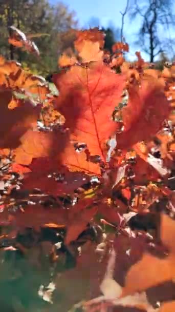 Brown Leaves Oak Tree Brightly Lit Sun Swaying Strong Wind — Stock Video