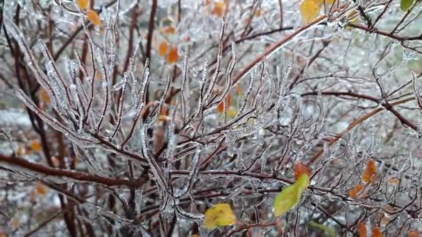 Zweige Von Büschen Die Nach Regen Frost Winter Nahaufnahme Mit — Stockvideo