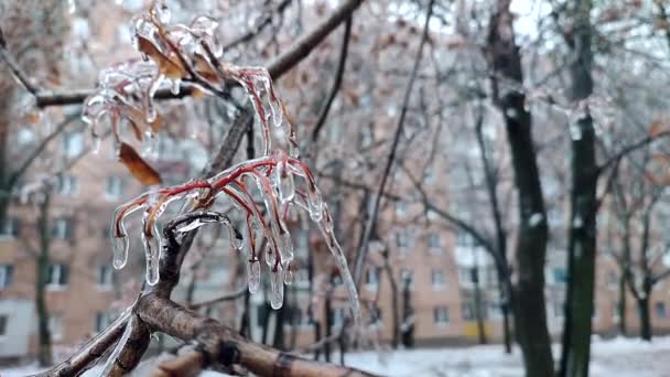 Větve Keřů Pokryté Ledem Dešti Mrazu Zimě Zblízka Zmrazené Rostliny — Stock video